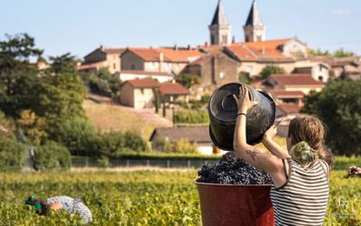 La découverte des vignobles du Beaujolais