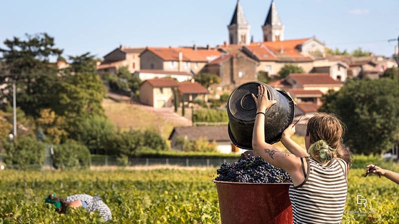 VENDANGES 2018